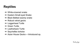 Reptiles
➔ White-crowned snake
➔ Eastern Small eyed Snake
➔ Black Bellied swamp snake
➔ Robust velvet gecko
➔ Loggerhead Turtle
➔ Green Turtle
➔ Leatherback Turtle
➔ Seychelles tortoise
➔ Asian House Gecko→ Introduced sp.
 