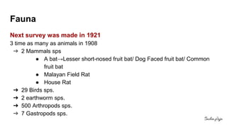 Fauna
Next survey was made in 1921
3 time as many as animals in 1908
➔ 2 Mammals sps
● A bat→Lesser short-nosed fruit bat/ Dog Faced fruit bat/ Common
fruit bat
● Malayan Field Rat
● House Rat
➔ 29 Birds sps.
➔ 2 earthworm sps.
➔ 500 Arthropods sps.
➔ 7 Gastropods sps.
 