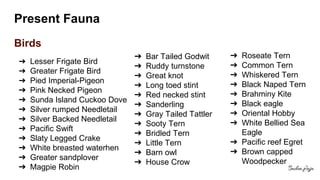 Present Fauna
Birds
➔ Lesser Frigate Bird
➔ Greater Frigate Bird
➔ Pied Imperial-Pigeon
➔ Pink Necked Pigeon
➔ Sunda Island Cuckoo Dove
➔ Silver rumped Needletail
➔ Silver Backed Needletail
➔ Pacific Swift
➔ Slaty Legged Crake
➔ White breasted waterhen
➔ Greater sandplover
➔ Magpie Robin
➔ Bar Tailed Godwit
➔ Ruddy turnstone
➔ Great knot
➔ Long toed stint
➔ Red necked stint
➔ Sanderling
➔ Gray Tailed Tattler
➔ Sooty Tern
➔ Bridled Tern
➔ Little Tern
➔ Barn owl
➔ House Crow
➔ Roseate Tern
➔ Common Tern
➔ Whiskered Tern
➔ Black Naped Tern
➔ Brahminy Kite
➔ Black eagle
➔ Oriental Hobby
➔ White Bellied Sea
Eagle
➔ Pacific reef Egret
➔ Brown capped
Woodpecker
 