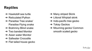 Reptiles
➔ Hawksbill sea turtle
➔ Reticulated Python
➔ Paradise Tree snake/
Paradise Flying snake
➔ Brahminy Blind snake
➔ Two banded Monitor
➔ Asian water Monitor
➔ Saltwater Crocodile
➔ Flat tailed house gecko
➔ Many striped Skink
➔ Littoral Whiptail skink
➔ Indo-pacific tree gecko
➔ Tokay Geckos
➔ Mourning gecko/ Common
smooth scaled gecko
 