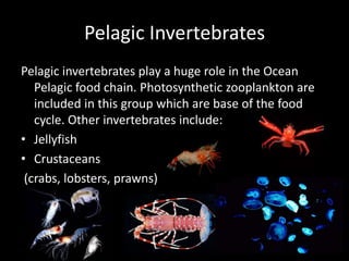 Oceanic pelagic zone biology biome project