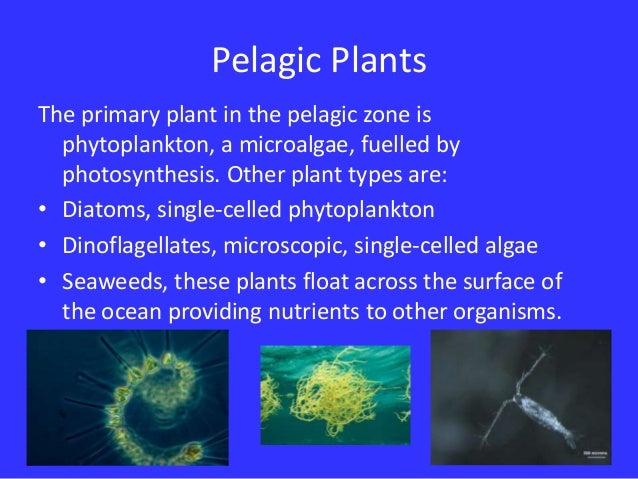 pelagic zone
