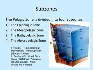 Oceanic pelagic zone biology biome project FINAL | PPT