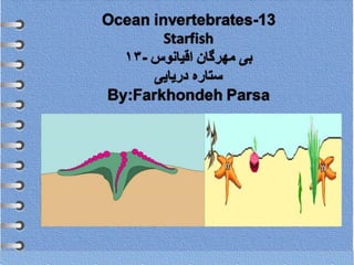 Ocean invertebrates -13