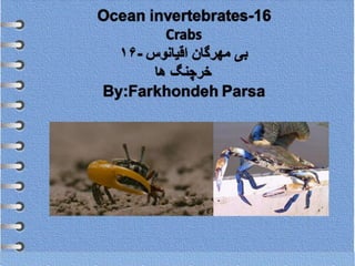 Ocean invertebrates-16