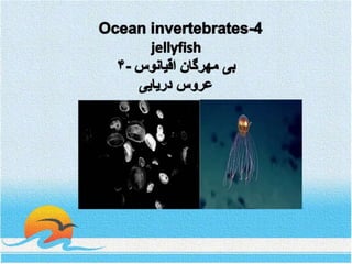 Ocean invertebrates- 4 