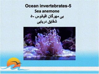 Ocean invertebrates- 5