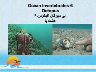 Ocean invertebrates- 6