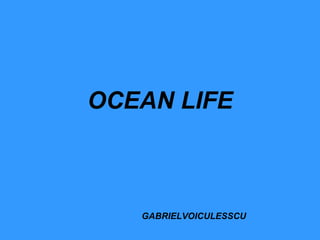 OCEAN LIFE GABRIELVOICULESSCU 