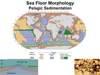 Sea Floor Morphology Pelagic Sedimentation 