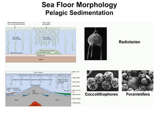 Sea Floor Morphology Pelagic Sedimentation 