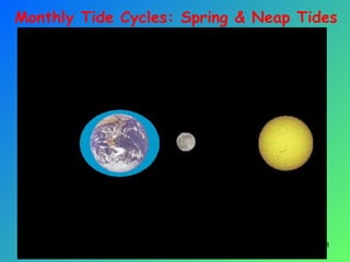 18
Monthly Tide Cycles: Spring & Neap Tides
 