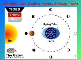 19
Monthly Tide Cycles: Spring & Neap Tides
 