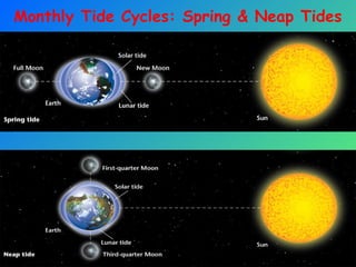 22
Monthly Tide Cycles: Spring & Neap Tides
 