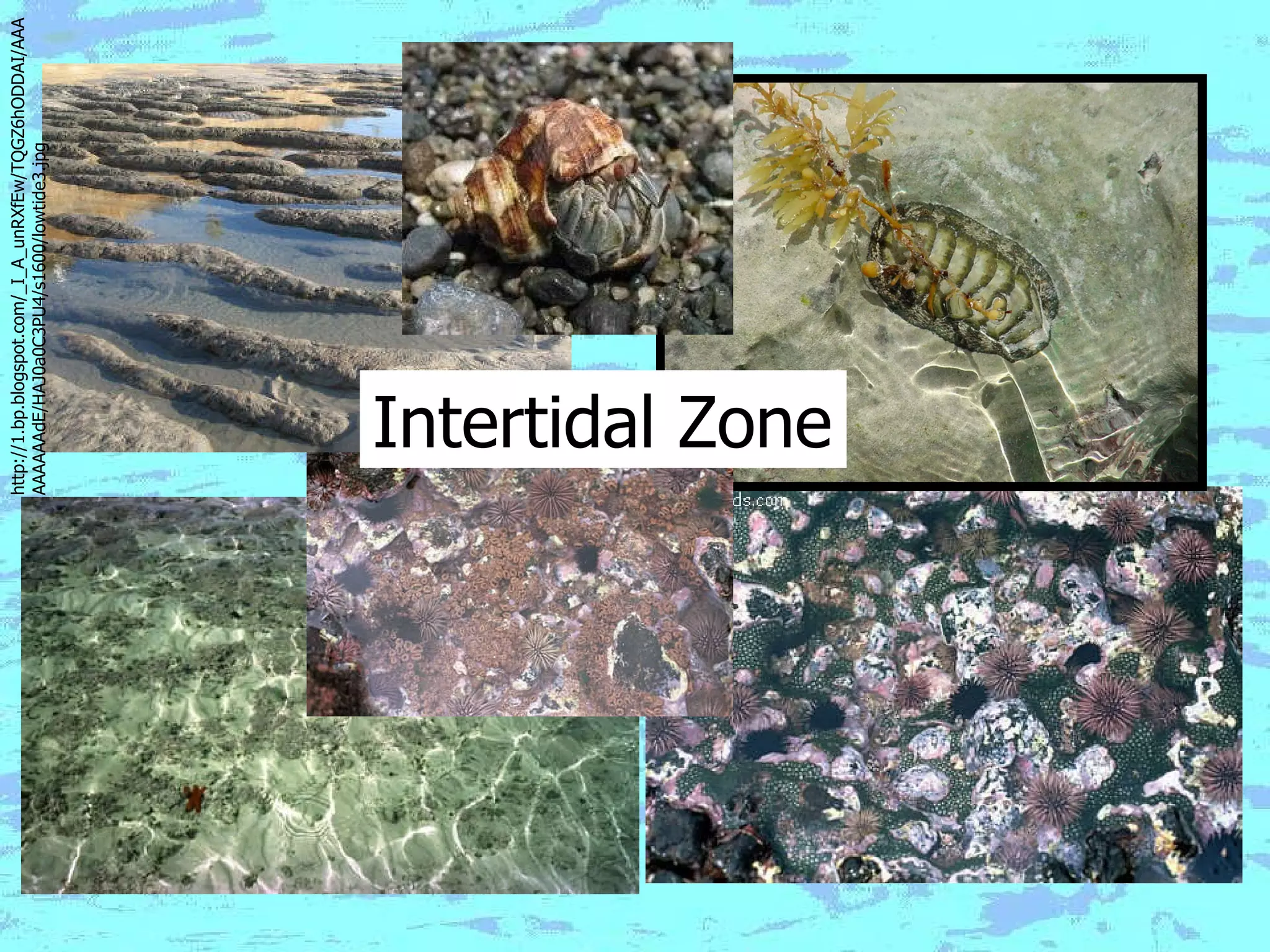 Intertidal Zone http://1.bp.blogspot.com/_I_A_unRXfEw/TQGZ6hODDAI/AAAAAAAAAdE/HAJ0a0C3PU4/s1600/lowtide3.jpg 