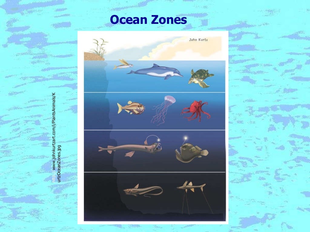 Ocean notes a comprehensive study on different ocean zones includin…