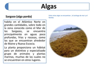 Algas 
Sargazo (alga parda) 
habita en el Atlántico Norte en 
grandes cantidades, sobre todo en 
la zona conocida como el Mar de 
los Sargazos, se encuentra 
principalmente en aguas poco 
profundas, frías y rocosas, como 
las que se encuentran alrededor 
de Maine y Nueva Escocia. 
La planta proporciona un hábitat 
para un distintivo y especializado 
grupo de animales y plantas 
marinas, muchas de las cuales no 
se encuentran en otros lugares. 
Entre otras algas se encuentran , la Lechuga de mar y el 
Kombu 
 