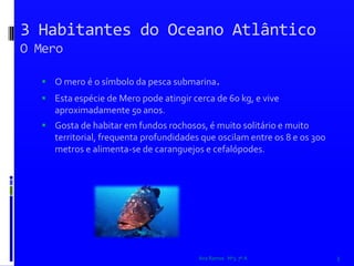 3 Habitantes do Oceano AtlânticoO Mero O mero é o símbolo da pesca submarina. Esta espécie de Mero pode atingir cerca de 60 kg, e vive aproximadamente 50 anos.Gosta de habitar em fundos rochosos, é muito solitário e muito territorial, frequenta profundidades que oscilam entre os 8 e os 300 metros e alimenta-se de caranguejos e cefalópodes.Ana Ramos   Nº3  7º A3