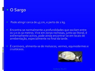  O Sargo   Pode atingir cerca de 45 cm, e perto de 2 kg.Encontra-se normalmente a profundidades que oscilam entre os 5 e os 50 metros. Vive em zonas rochosas, junto ao litoral, é extremamente activo, pode ainda encontrar-se em locais de arrebentação, especialmente no final da tarde.É carnívoro, alimenta-se de moluscos, vermes, equinodermes e crustáceos. Ana Ramos   Nº3  7º A4