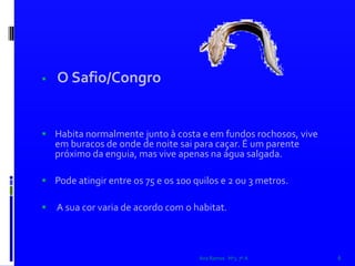 O Safio/Congro   Habita normalmente junto à costa e em fundos rochosos, vive em buracos de onde de noite sai para caçar. É um parente próximo da enguia, mas vive apenas na água salgada. Pode atingir entre os 75 e os 100 quilos e 2 ou 3 metros. A sua cor varia de acordo com o habitat.    Ana Ramos   Nº3  7º A6