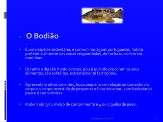 O Bodião  É uma espécie sedentária, é comum nas águas portuguesas, habita preferencialmente nas zonas resguardadas, de rocha ou com ervas marinhas. Durante o dia são muito activos, pois é quando procuram os seus alimentos, são solitários, extremamente territoriais. Apresentam olhos salientes, boca pequena em relação ao tamanho do corpo e o corpo revestido de pequenas e finas escamas, com barbatanas pouco desenvolvidas. Podem atingir 1 metro de comprimento e 4 ou 5 quilos de peso. Ana Ramos   Nº3  7º A7