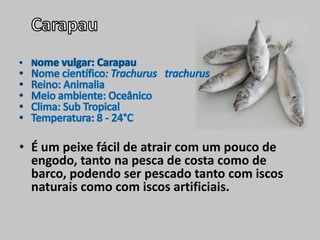 • É um peixe fácil de atrair com um pouco de
engodo, tanto na pesca de costa como de
barco, podendo ser pescado tanto com iscos
naturais como com iscos artificiais.
 