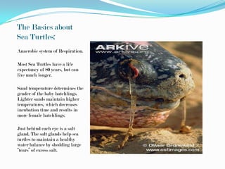 The Basics about
Sea Turtles:
Anaerobic system of Respiration.

Most Sea Turtles have a life
expectancy of 80 years, but can
live much longer.

Sand temperature determines the
gender of the baby hatchlings.
Lighter sands maintain higher
temperatures, which decreases
incubation time and results in
more female hatchlings.

Just behind each eye is a salt
gland. The salt glands help sea
turtles to maintain a healthy
water balance by shedding large
“tears” of excess salt.
 