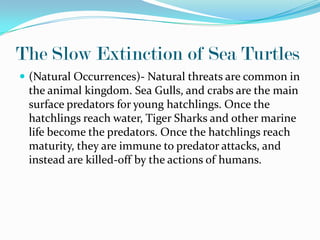 The Slow Extinction of Sea Turtles
 (Natural Occurrences)- Natural threats are common in
 the animal kingdom. Sea Gulls, and crabs are the main
 surface predators for young hatchlings. Once the
 hatchlings reach water, Tiger Sharks and other marine
 life become the predators. Once the hatchlings reach
 maturity, they are immune to predator attacks, and
 instead are killed-off by the actions of humans.
 