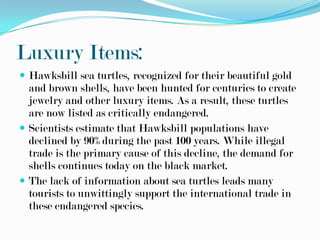 Luxury Items:
 Hawksbill sea turtles, recognized for their beautiful gold
  and brown shells, have been hunted for centuries to create
  jewelry and other luxury items. As a result, these turtles
  are now listed as critically endangered.
 Scientists estimate that Hawksbill populations have
  declined by 90% during the past 100 years. While illegal
  trade is the primary cause of this decline, the demand for
  shells continues today on the black market.
 The lack of information about sea turtles leads many
  tourists to unwittingly support the international trade in
  these endangered species.
 