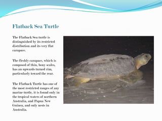 Flatback Sea Turtle
The Flatback Sea turtle is
distinguished by its restricted
distribution and its very flat
carapace.

The fleshly carapace, which is
composed of thin, bony scales,
has an upwards turned rim,
particularly toward the rear.

The Flatback Turtle has one of
the most restricted ranges of any
marine turtle, it is found only in
the tropical waters of northern
Australia, and Papua New
Guinea, and only nests in
Australia.
 
