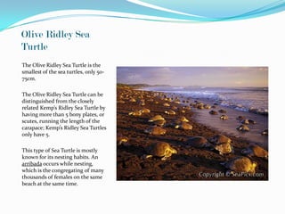 Olive Ridley Sea
Turtle
The Olive Ridley Sea Turtle is the
smallest of the sea turtles, only 50-
75cm.

The Olive Ridley Sea Turtle can be
distinguished from the closely
related Kemp’s Ridley Sea Turtle by
having more than 5 bony plates, or
scutes, running the length of the
carapace; Kemp’s Ridley Sea Turtles
only have 5.

This type of Sea Turtle is mostly
known for its nesting habits. An
arribada occurs while nesting,
which is the congregating of many
thousands of females on the same
beach at the same time.
 