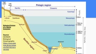 Biological Division
of a Marine
Ecosystem
Source:
GEOMAR.
Biological
Oceanography.
https://www.geo
mar.de/en/resea
rch/fb2/fb2-bi/o
verview
 