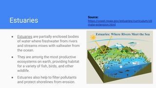 Estuaries
● Estuaries are partially enclosed bodies
of water where freshwater from rivers
and streams mixes with saltwater from
the ocean.
● They are among the most productive
ecosystems on earth, providing habitat
for a variety of ﬁsh, birds, and other
wildlife.
● Estuaries also help to ﬁlter pollutants
and protect shorelines from erosion.
Source:
https://coast.noaa.gov/estuaries/curriculum/cli
mate-extension.html
 