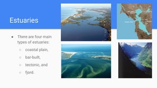 Estuaries
● There are four main
types of estuaries:
○ coastal plain,
○ bar-built,
○ tectonic, and
○ fjord.
 