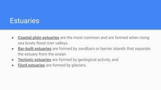 Estuaries
● Coastal plain estuaries are the most common and are formed when rising
sea levels ﬂood river valleys.
● Bar-built estuaries are formed by sandbars or barrier islands that separate
the estuary from the ocean.
● Tectonic estuaries are formed by geological activity, and
● Fjord estuaries are formed by glaciers.
 