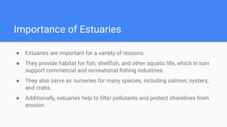 Importance of Estuaries
● Estuaries are important for a variety of reasons.
● They provide habitat for ﬁsh, shellﬁsh, and other aquatic life, which in turn
support commercial and recreational ﬁshing industries.
● They also serve as nurseries for many species, including salmon, oysters,
and crabs.
● Additionally, estuaries help to ﬁlter pollutants and protect shorelines from
erosion.
 