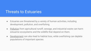 Threats to Estuaries
● Estuaries are threatened by a variety of human activities, including
development, pollution, and overﬁshing.
● Pollution from agricultural runoff, sewage, and industrial waste can harm
estuarine ecosystems and the wildlife that depend on them.
● Development can also lead to habitat loss, while overﬁshing can deplete
populations of important species.
 