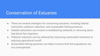 Conservation of Estuaries
● There are several strategies for conserving estuaries, including habitat
restoration, pollution reduction, and sustainable ﬁshing practices.
● Habitat restoration can involve re-establishing wetlands or removing dams
that block ﬁsh migration.
● Pollution reduction can be achieved by improving wastewater treatment or
reducing agricultural runoff.
● Sustainable ﬁshing practices can help to ensure that ﬁsh populations are
not overexploited.
 