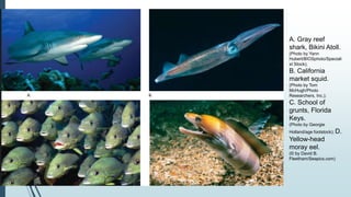 A. Gray reef
shark, Bikini Atoll.
(Photo by Yann
Hubert/BIOSphoto/Speciali
st Stock);
B. California
market squid.
(Photo by Tom
McHugh/Photo
Researchers, Inc.);
C. School of
grunts, Florida
Keys.
(Photo by Georgie
Holland/age footstock); D.
Yellow-head
moray eel.
(© by David B.
Fleetham/Seapics.com)
 