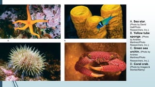 A. Sea star.
(Photo by David
Hall/Photo
Researchers, Inc.);
B. Yellow tube
sponge. (Photo
by Andrew
Martinez/Photo
Researchers, Inc.);
C. Green sea
urchin. (Photo by
Andrew
Martinez/Photo
Researchers, Inc.);
D. Coral crab.
(Photo by Images &
Stories/Alamy)
 