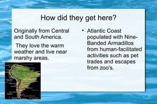 How did they get here?
Originally from Central   
                              Atlantic Coast
and South America.            populated with Nine-
They love the warm            Banded Armadillos
weather and live near         from human-facilitated
marshy areas.                 activities such as pet
                              trades and escapes
                              from zoo's.
 