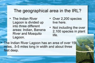 The geographical area in the IRL?
       
           The Indian River        
                                       Over 2,200 species
           Lagoon is divided up        live here.
           into three different    
                                       Not including the over
           areas: Indian, Banana       2,100 species in plant
           River and Mosquito          life.
           Lagoon.

    The Indian River Lagoon has an area of over 156
    miles, .5-5 miles long in width and about three
    feet deep.
 