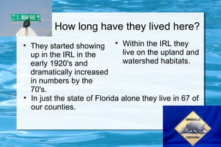 How long have they lived here?

    They started showing
                              
                                 Within the IRL they
    up in the IRL in the         live on the upland and
    early 1920's and             watershed habitats.
    dramatically increased
    in numbers by the
    70's.

    In just the state of Florida alone they live in 67 of
    our counties.
 