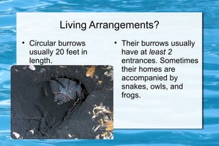 Living Arrangements?

    Circular burrows     
                             Their burrows usually
    usually 20 feet in       have at least 2
    length.                  entrances. Sometimes
                             their homes are
                             accompanied by
                             snakes, owls, and
                             frogs.
 