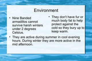 Environment

    Nine Banded
                             
                               They don't have fur or
    armadillos cannot          much body fat to help
    survive harsh winters      protect against the
    under 2 degrees            cold so they bury up to
    Celsius.                   keep warm.

    They are active during summer in cool evening
    hours. During winter they are more active in the
    mid afternoon.
 