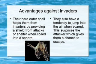 Advantages against invaders

    Their hard outer shell   
                                 They also have a
    helps them from              tendency to jump into
    invaders by providing        the air when scared.
    a shield from attacks        This surprises the
    or shelter when coiled       attacker which gives
    into a sphere.               them a chance to
                                 escape.
 