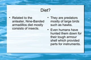 Diet?

    Related to the           
                                 They are predators
    anteater, Nine-Banded        mostly of large birds
    armadillos diet mostly       such as hawks.
    consists of insects.     
                                 Even humans have
                                 hunted them down for
                                 their tough armour
                                 shell which provided
                                 parts for instruments.
 