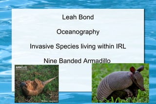 Leah Bond

         Oceanography

Invasive Species living within IRL

    Nine Banded Armadillo
 