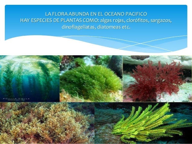 Oceano pacifico