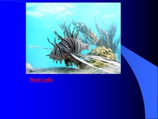Peixe Leão
